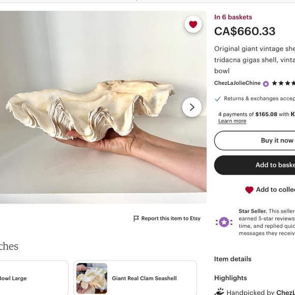 Antique Clam Shell Tridacna Gigas huge collectible unique - Picture 17 of 17